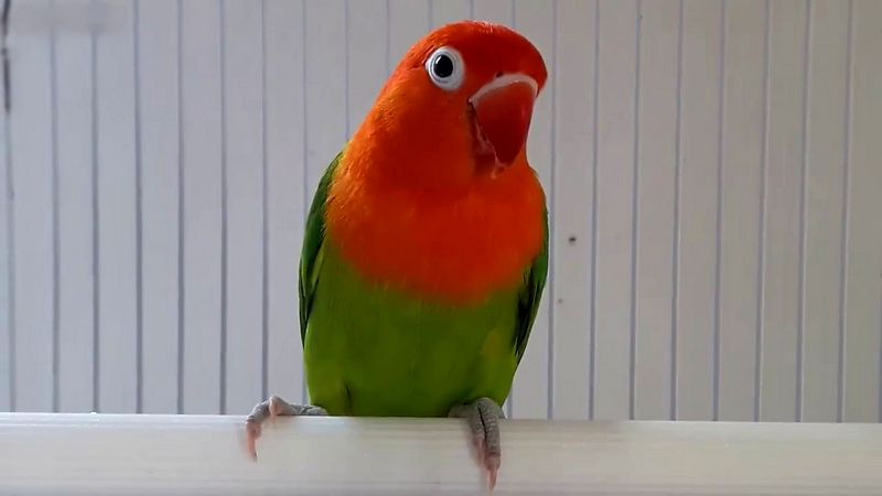 Lovebird Biola (YouTube.com)