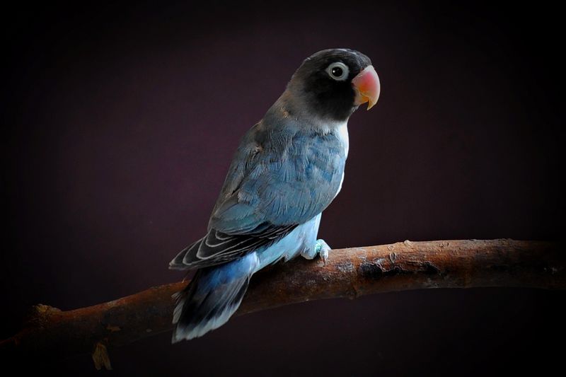 Lovebird Cobalt (animalia-life.club)