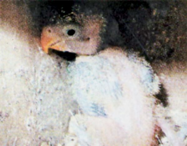 Anakan hasil ternak Lovebird dengan Parkit (Omkicau.com)