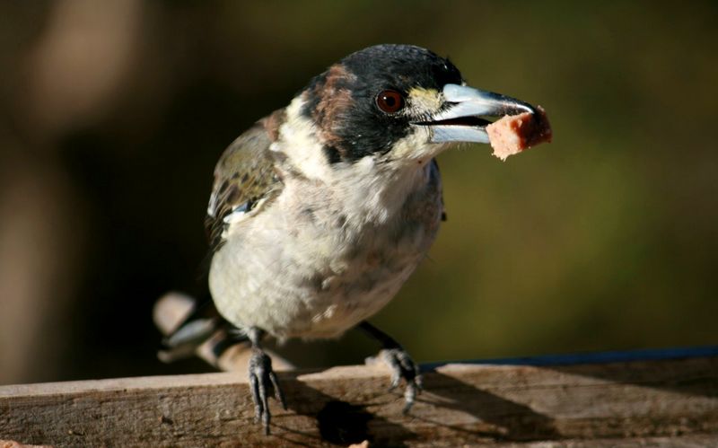 Burung kicau makan tahu (birdsinbackyards.net)