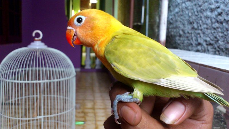 Cara merawat Lovebird Paud atau Balibu (youtube.com)