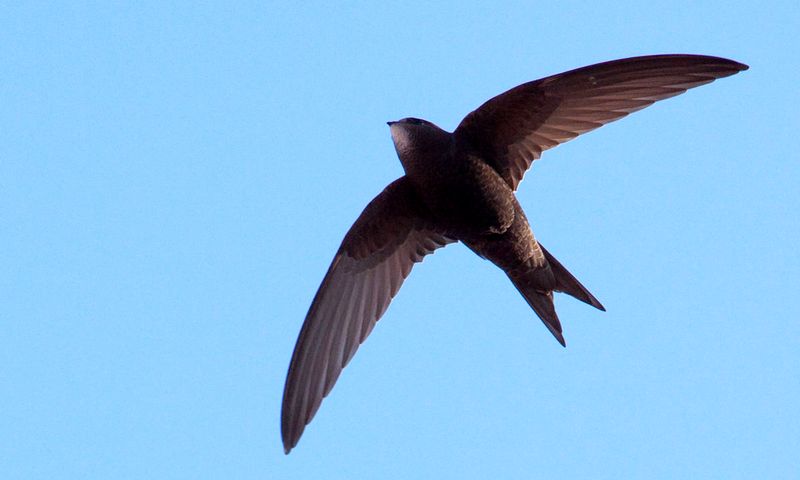 Burung Walet terbang (ccr946.ie)