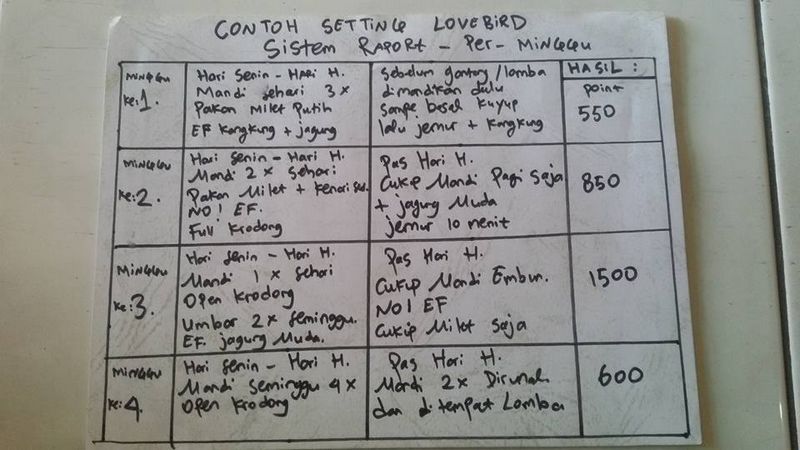 Cara mengetahui setingan Lovebird di lomba melalui penelitian (facebook.com)