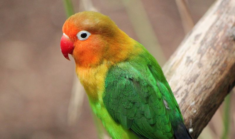 Lovebird paruh merah (birdeden.com)