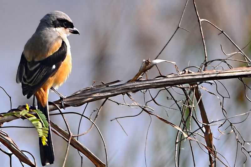Burung Cendet berburu mangsa di alam (hotspotbirding.com)