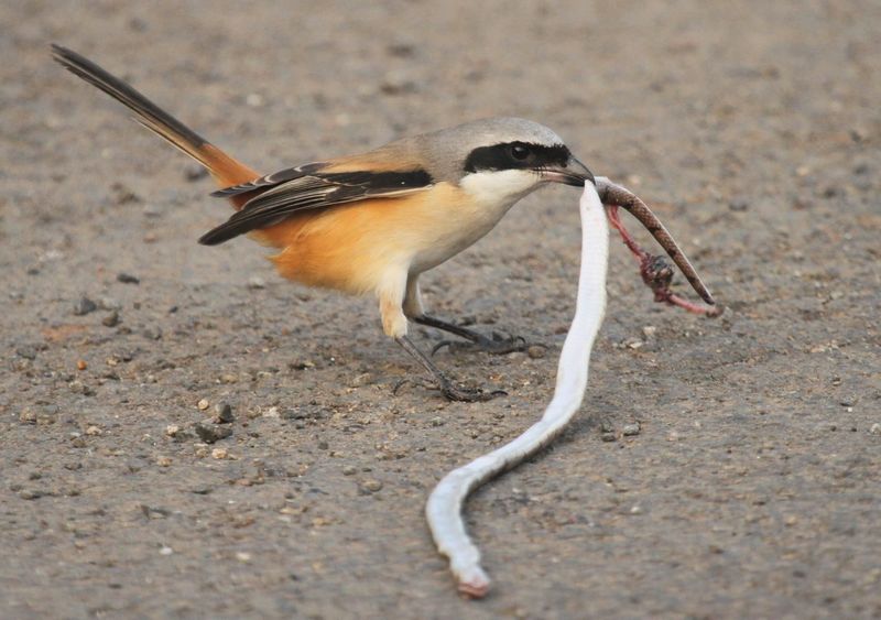 Burung Cendet makan ular predator (rps-science.org)