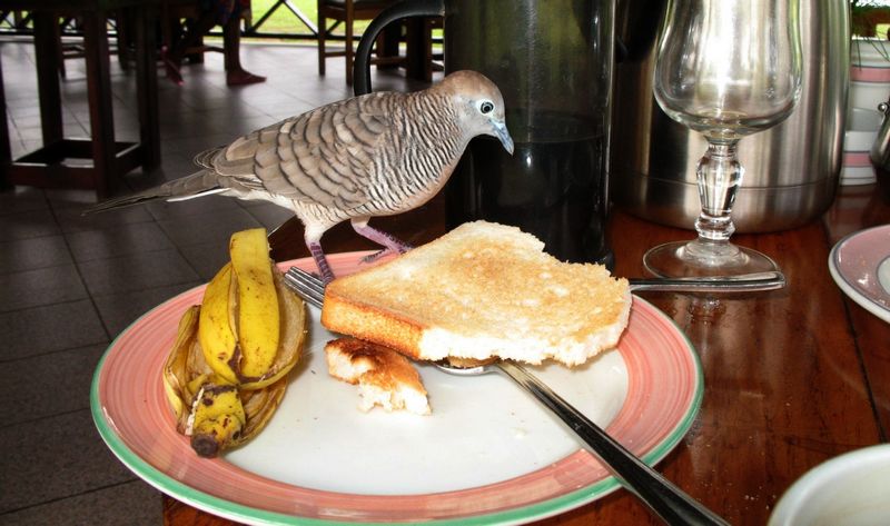 Burung Perkutut Jinak makan pisang dan roti (jupacami.net)