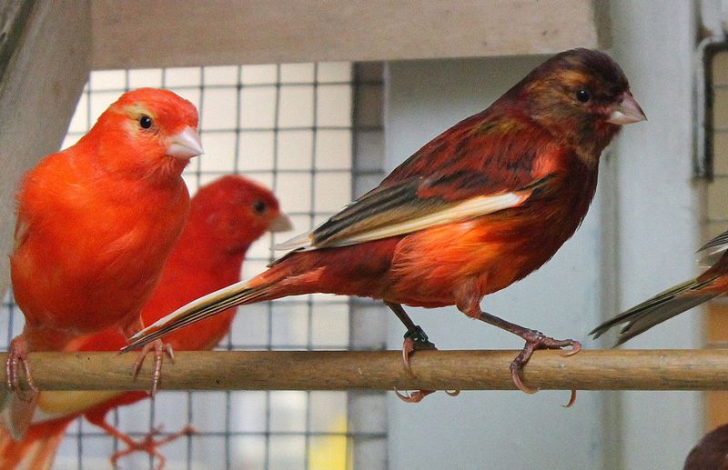 Jenis burung Kenari Merah (pinterest.com)