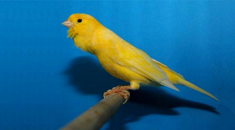 Jenis burung Kenari Roller (petpassion.tv)