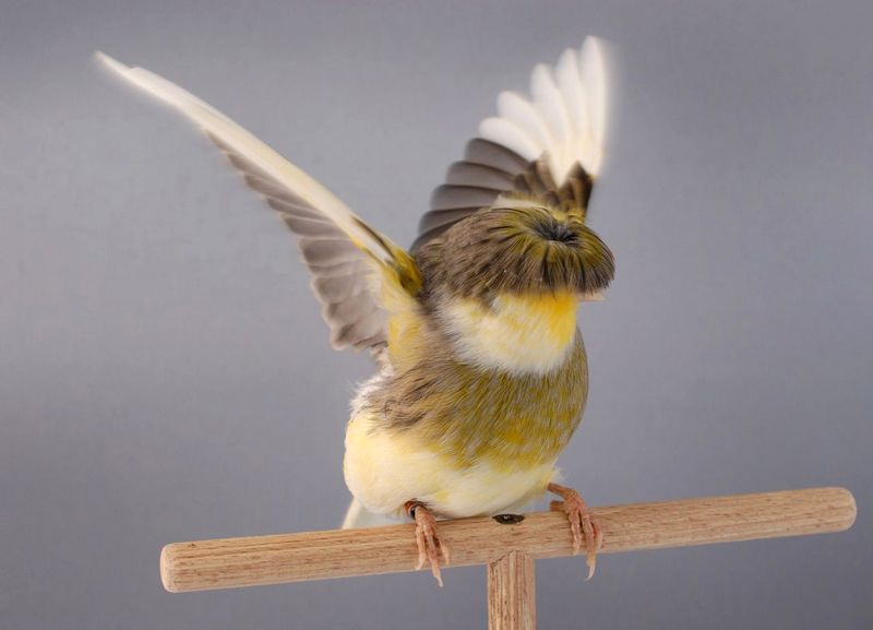 Jenis burung Kenari Stafford (pets4home.co.uk)