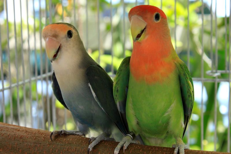 Lovebird Import Opaline (animalia-life.club)