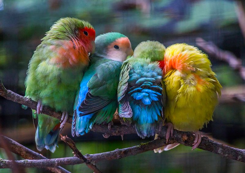 Lovebird Import warna bagus (boredpanda.com)