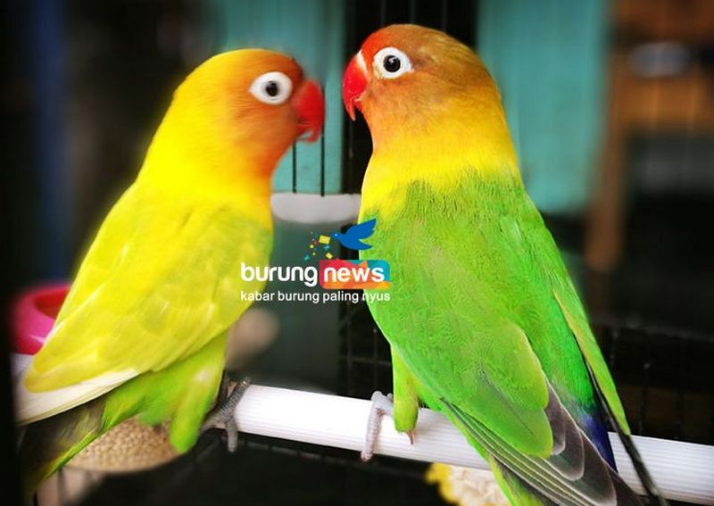 Lovebird Peterson (kanan) bersama pasangan betinanya (burungnews.com)