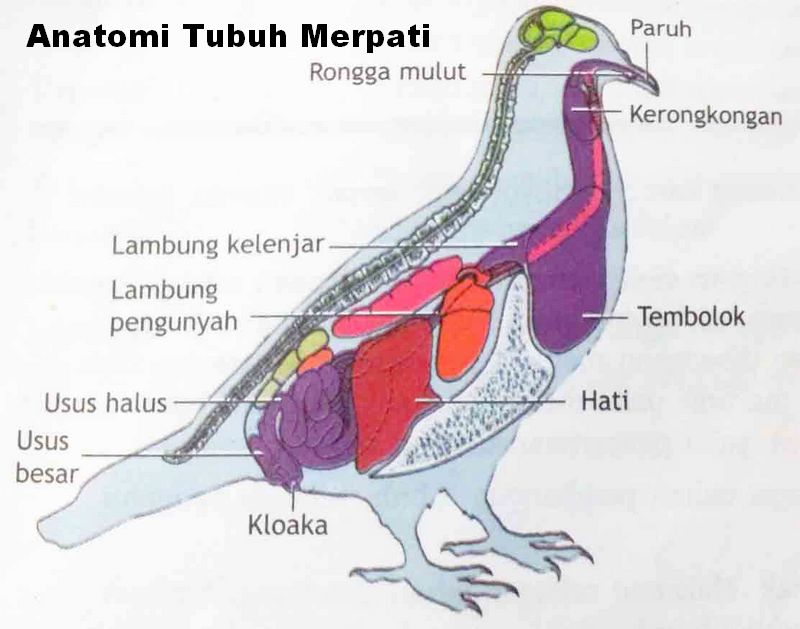 Anatomi tubuh Merpati (wandylee.wordpress.com)