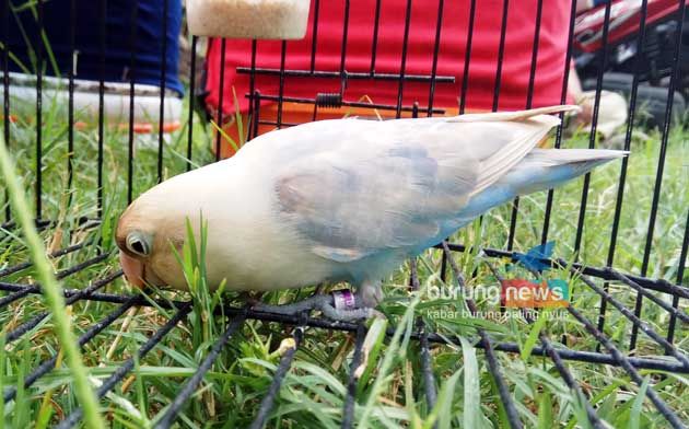 Lovebird New Samba sedang makan rumput (burungnews.com)