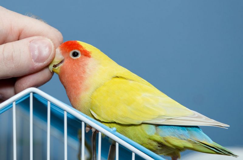 Lovebird diberi pakan obat terlarang (lovebirdcare.com)