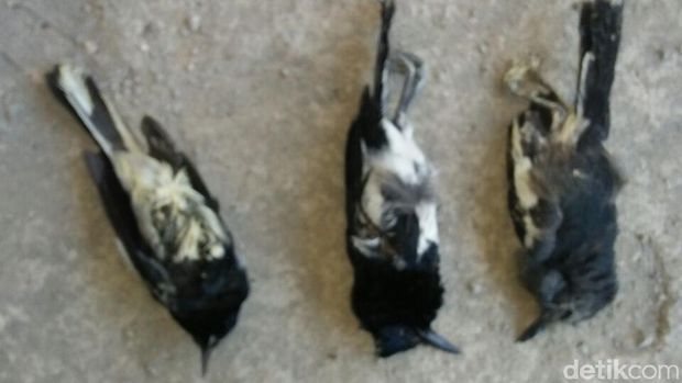 3 Burung Kacer mati dalam pipa paralon (detik.com)