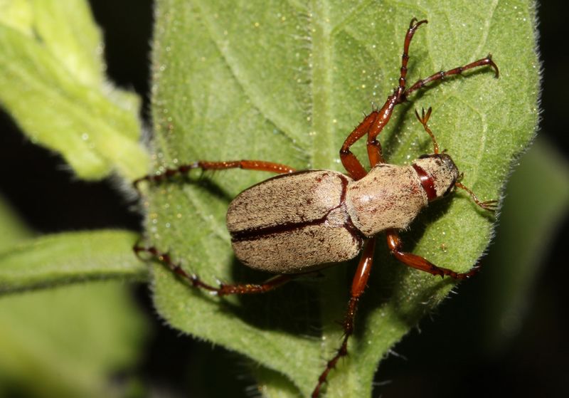 Kumbang mawar (hiveminer.com)