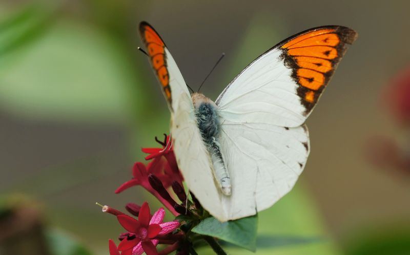 Kupu-kupu beracun (wikimedia.org)