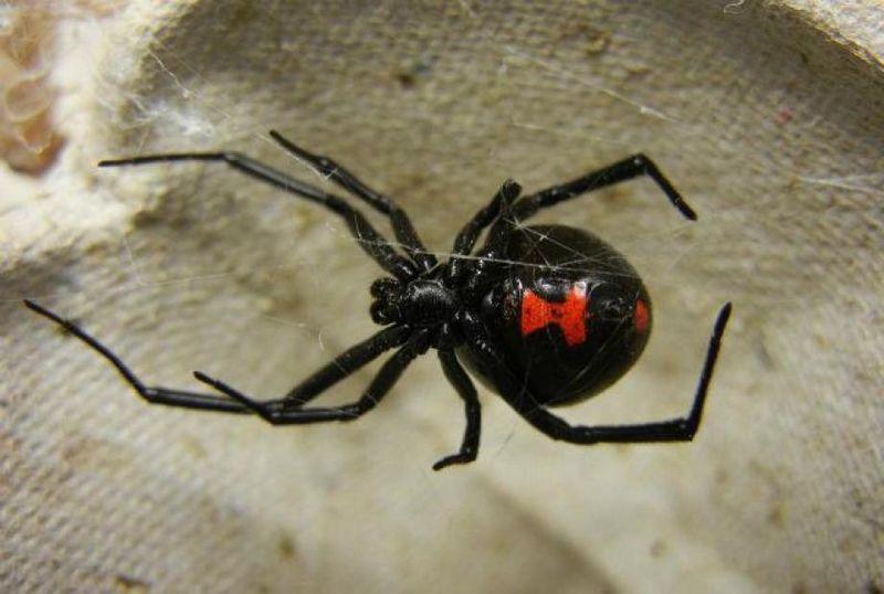Laba-laba Black Widow (mentalfloss.com)
