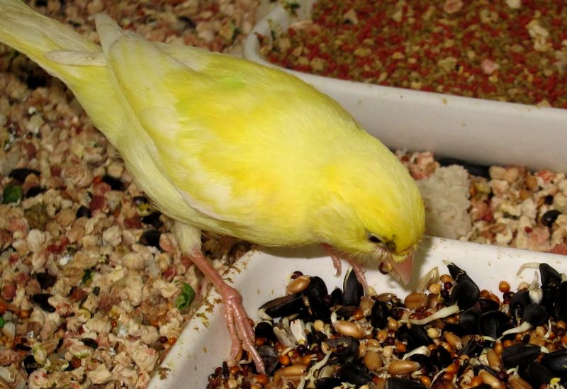 Pakan biji-bijian untuk burung Kenari gacor (canarytales.blogspot.com)