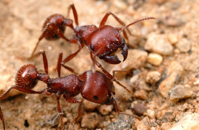 Semut merah (alexanderwild.com)