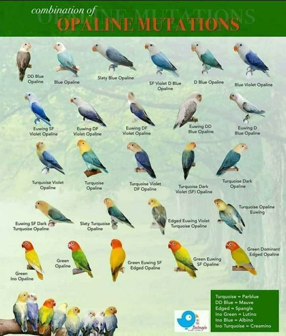Jenis Lovebird Biola dan hasil mutasi Lovebird Opaline (pinterest.com)