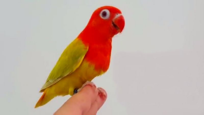 Lovebird Biola Fallow (youtube.com)