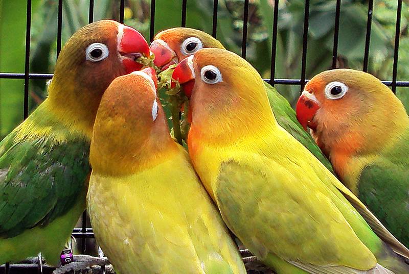 6 Cara Membuat Lovebird Ngekek Panjang Terus di Lomba - Burungnya.com