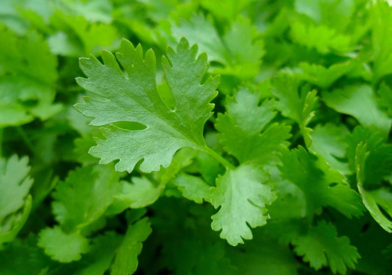 Manfaat daun peterseli atau parsley untuk Lovebird dan Kenari (almanac.com)