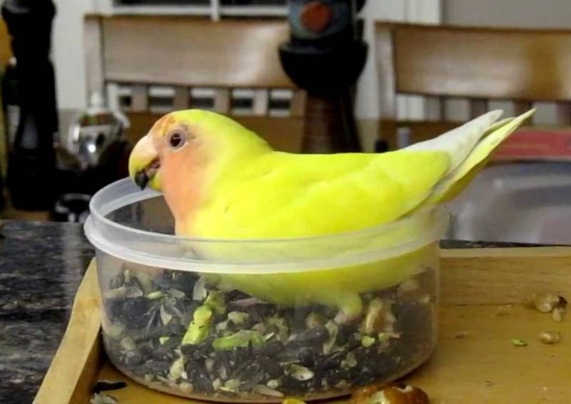 Makanan Biji-bijian Lovebird agar Cepat Ngekek Panjang (youtube.com)