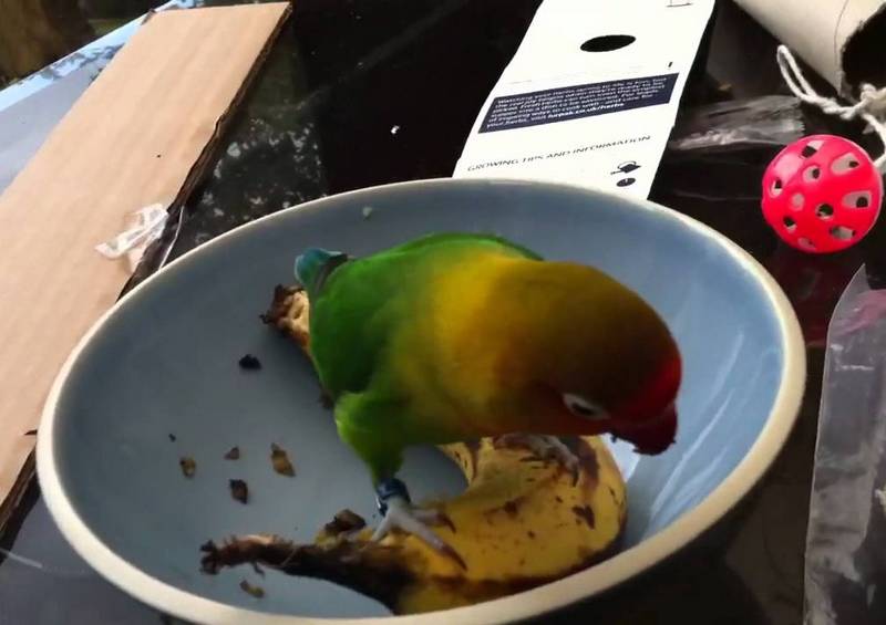 Makanan Lovebird dari Buah-buahan (youtube.com)