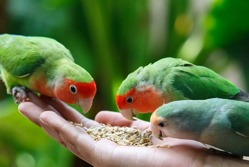 Makanan burung Lovebird biar Cepat Gacor dan Ngekek Panjang (birdeden.com)