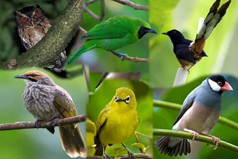 Daftar Burung Dilindungi Terbaru (bbksdajatim.org)