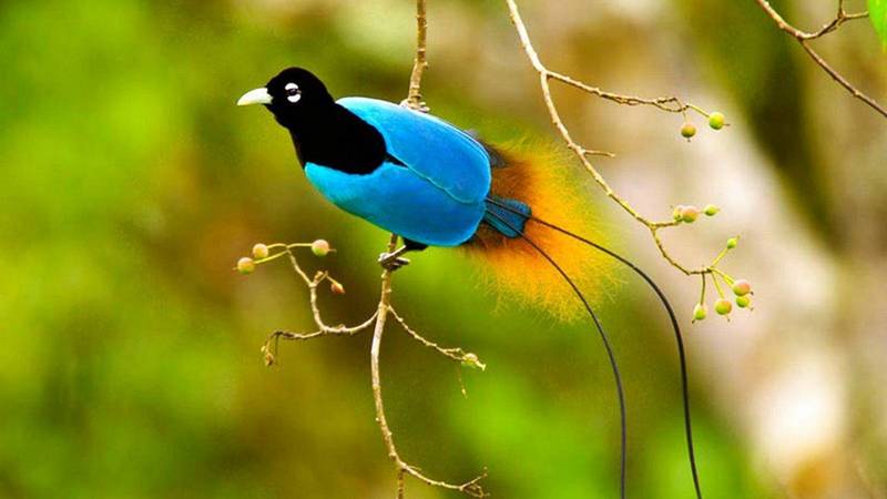 Cenderawasih Biru (Blue Bird of Paradise) (kcet.org)