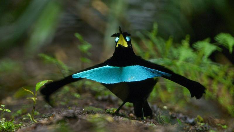 Cenderawasih Kerah (Superb Bird of Paradise) (allaboutbirds.org)