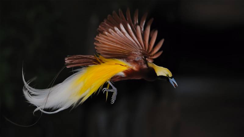 Cenderawasih Kuning Kecil (Lesser Bird of Paradise) (sandiegozoo.org)