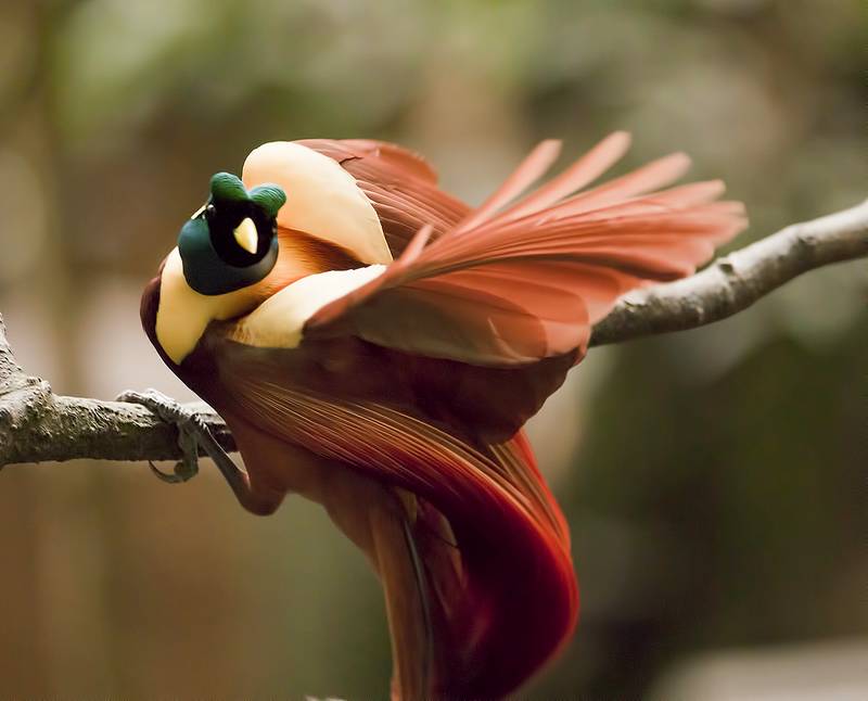 Cenderawasih Merah (Red Bird of Paradise) (raparapa.com)