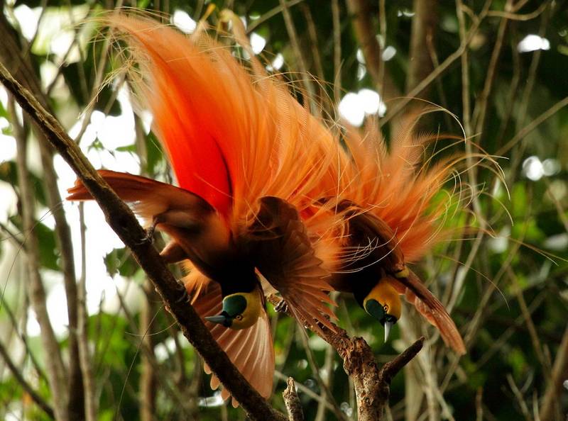 Cenderawasih Raggiana (Raggiana Bird of Paradise) (jungledragon.com)