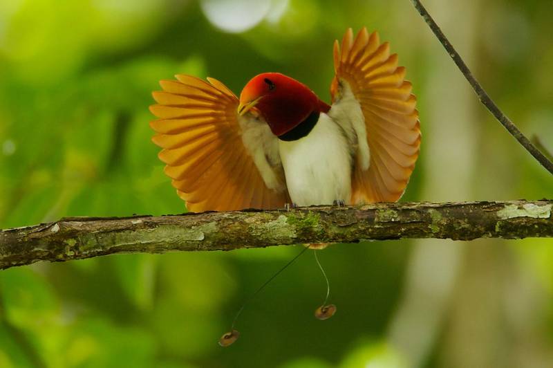 Cenderawasih Raja (King Bird of Paradise) (bbc.co.uk)