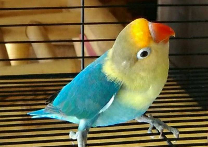 14 Jenis Lovebird Parblue, Asal Usul, Harga dan Cara Mencetaknya -  Burungnya.com