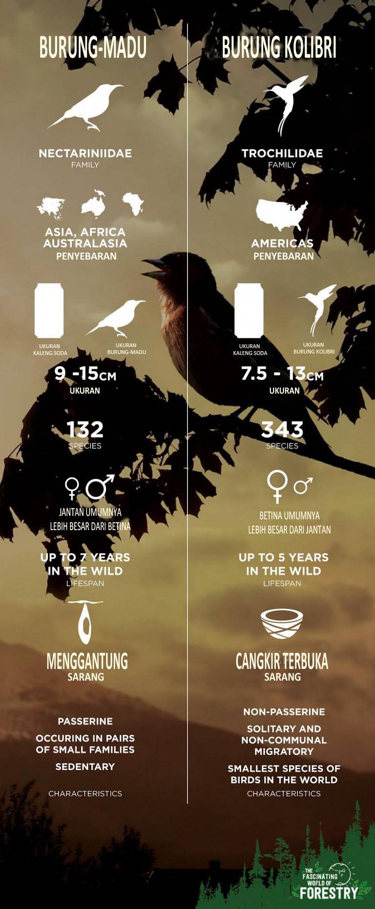 Gambar infografik perbedaan burung Kolibri dan burung Madu (trubus.id)
