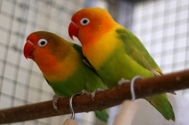 Cara Menurunkan Birahi Lovebird dengan Untulan (hiperarticulos.com)