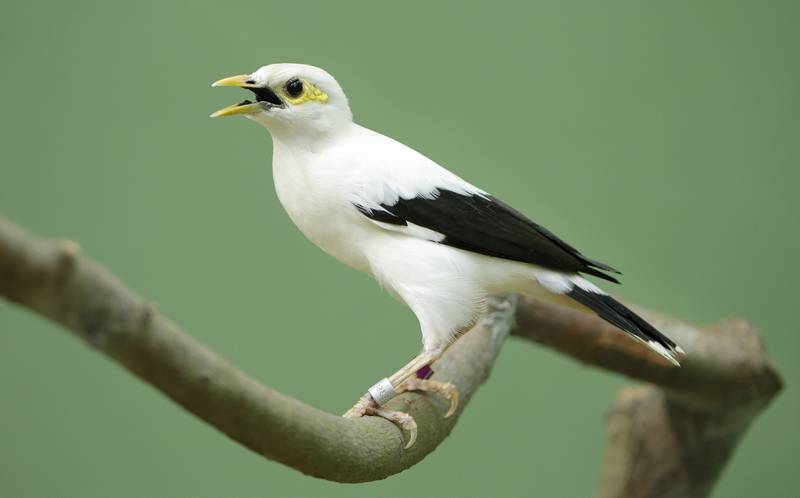 Gambar Burung Jalak Putih (pinterest.com)