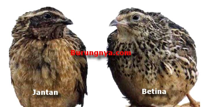 Perbedaan Burung Puyuh Jantan dan Betina (omkicau.com)