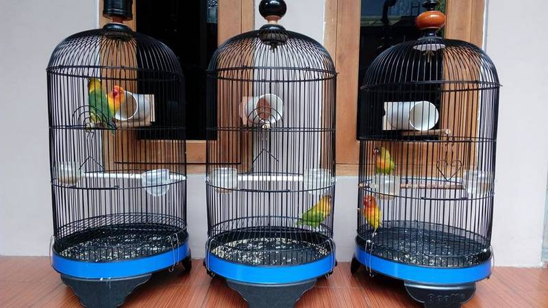 Terapi Tambah Durasi Ngekek Lovebird dengan Pipa Paralon (facebook.com-FikkyP)