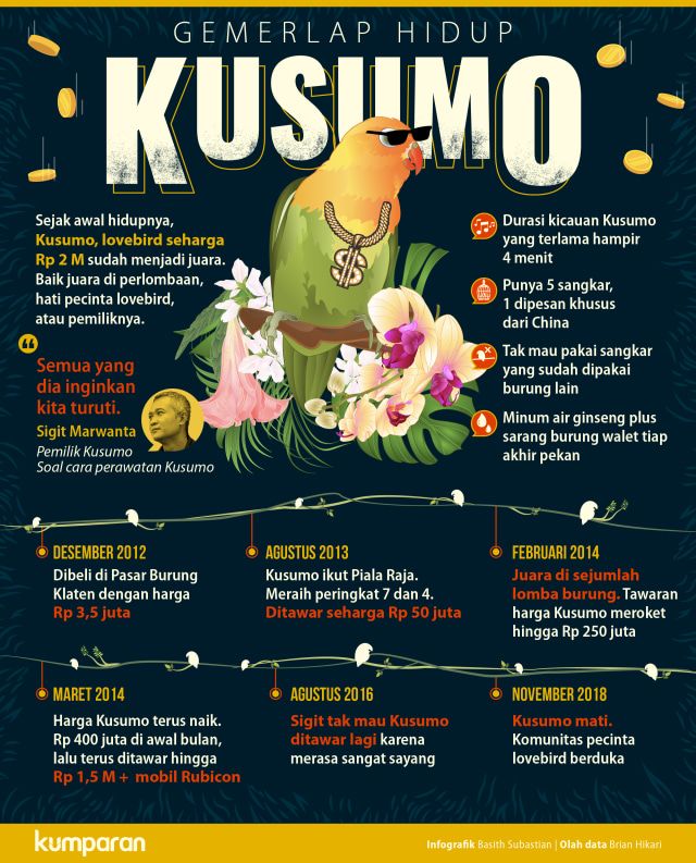 Fakta Menarik Lovebird Kusumo (kumparan.com)