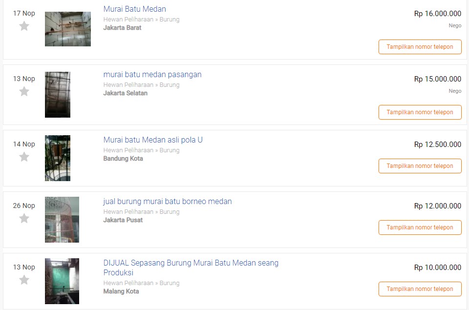 Harga Murai Batu Medan Termahal (olx.co.id)