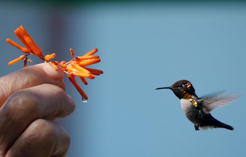 Burung Bee Hummingbird (hbw.com)
