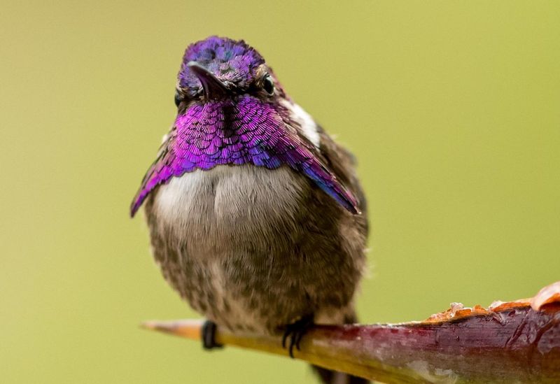Burung Costa's Hummingbird (birdseye.photo)